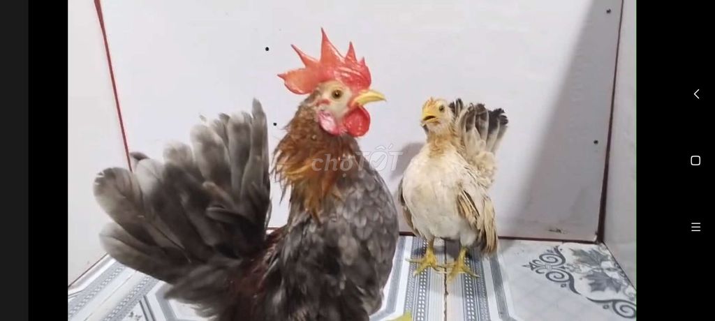 TRỐNG XÁM ĐIỀU & MÁI VÀNG SERAMA 33. Mua bán Gà tại Quận 8 Tp Hồ Chí Minh được đăng bởi THUẬN PHÁT SERAMA hình 3