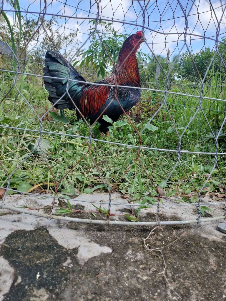 Gà tơ hơn 10 tháng, 95℅ lông, tay tốt, cán đẹp. Mua bán Gà tại Huyện Tam Bình Vĩnh Long được đăng bởi Trại gà tre Hữu Nghĩa hình 3
