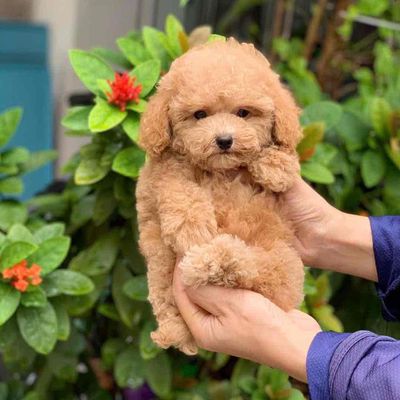 Chó Poodle Nâu Đã tiêm phòng