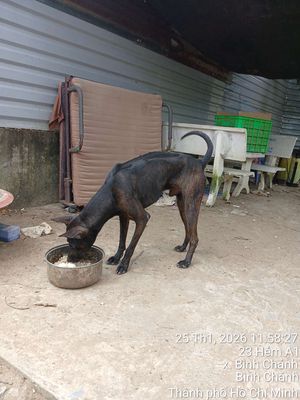 Chó Phú Quốc 2 tháng