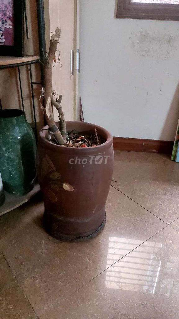 bình trồng cây  mới dùng 1 lần