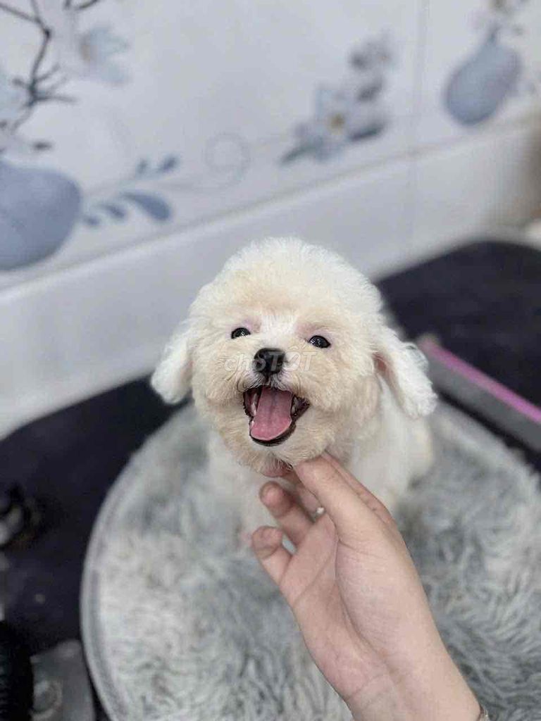 Chó Poodle cái đã tiêm phòng. Mua bán Chó tại Quận 7 Tp Hồ Chí Minh được đăng bởi Thiều Quang Tín hình 1