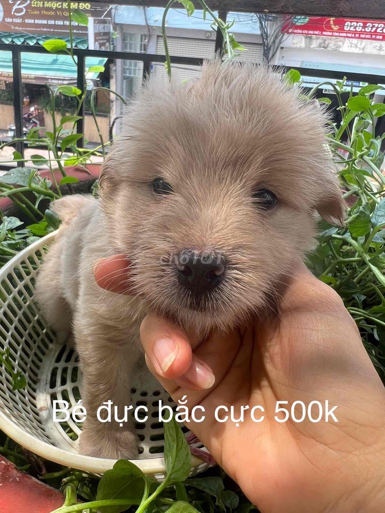 Chó xù lai đực 1.5 tháng. Mua bán Chó tại Thành phố Thủ Đức Tp Hồ Chí Minh được đăng bởi Hồng Thắm hình 1