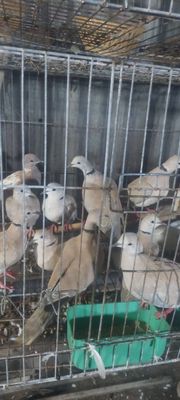 Chim kiển. Mua bán Chim tại Huyện Bến Cầu Tây Ninh được đăng bởi Thua Nguyen