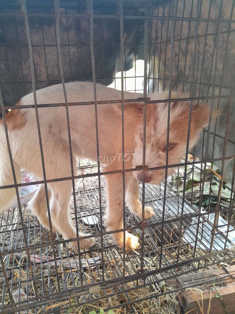 Chó kiểng Ngoan dễ gần thông minh. Mua bán Chó tại Huyện Xuyên Mộc Bà Rịa - Vũng Tàu được đăng bởi Thuan Ma hình 1