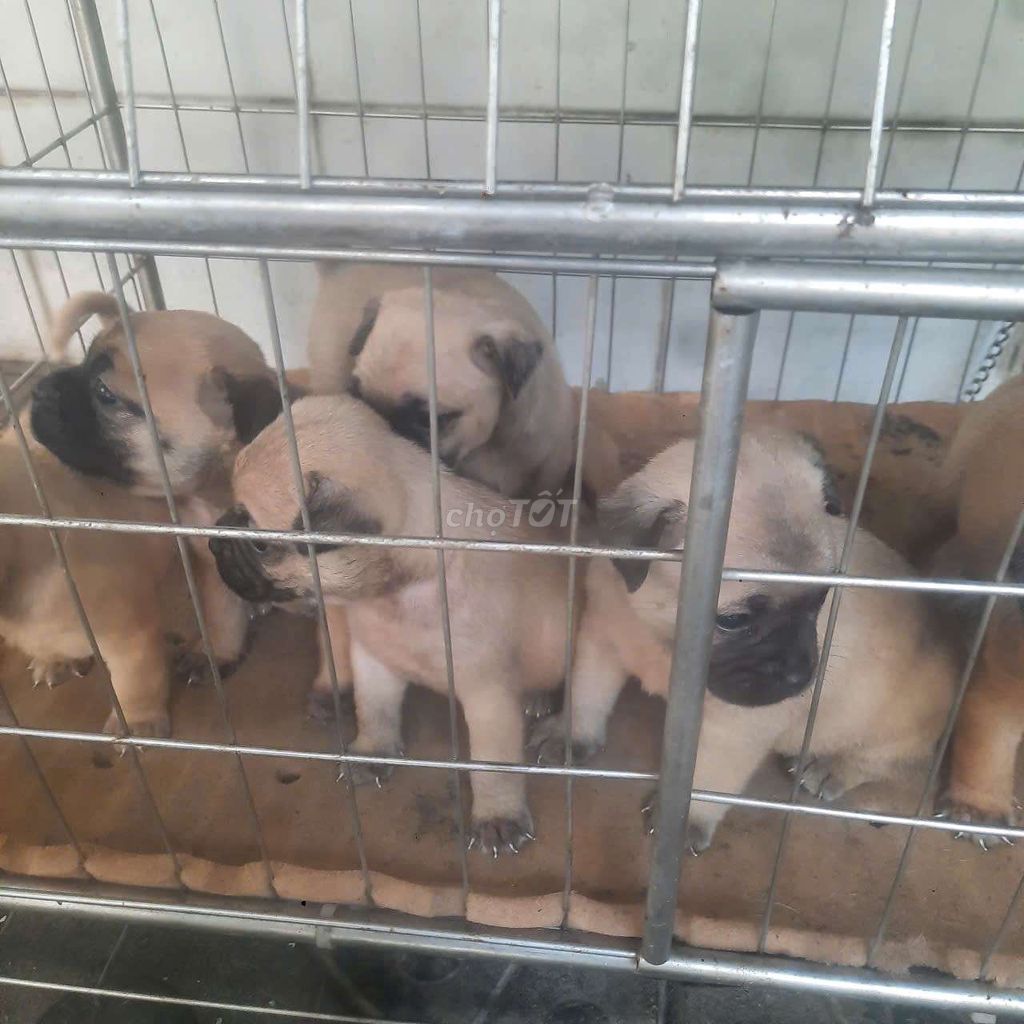 Chó Pug 2 tháng đã tiêm ngừa. Mua bán Chó tại Quận Ninh Kiều Cần Thơ được đăng bởi Chú Tư hình 1