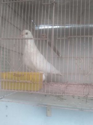 Bồ Câu Trống.. Mua bán Chim tại Thành phố Biên Hòa Đồng Nai được đăng bởi Hòa Real