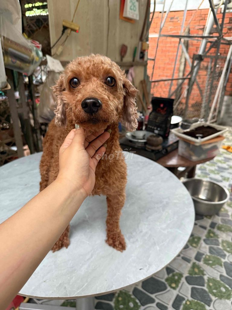 Chó Poodle đực hơn 3 tuổi màu Nâu. Mua bán Chó tại Huyện Châu Thành Tây Ninh được đăng bởi Ngà Nguyễn Thị Ngọc hình 1