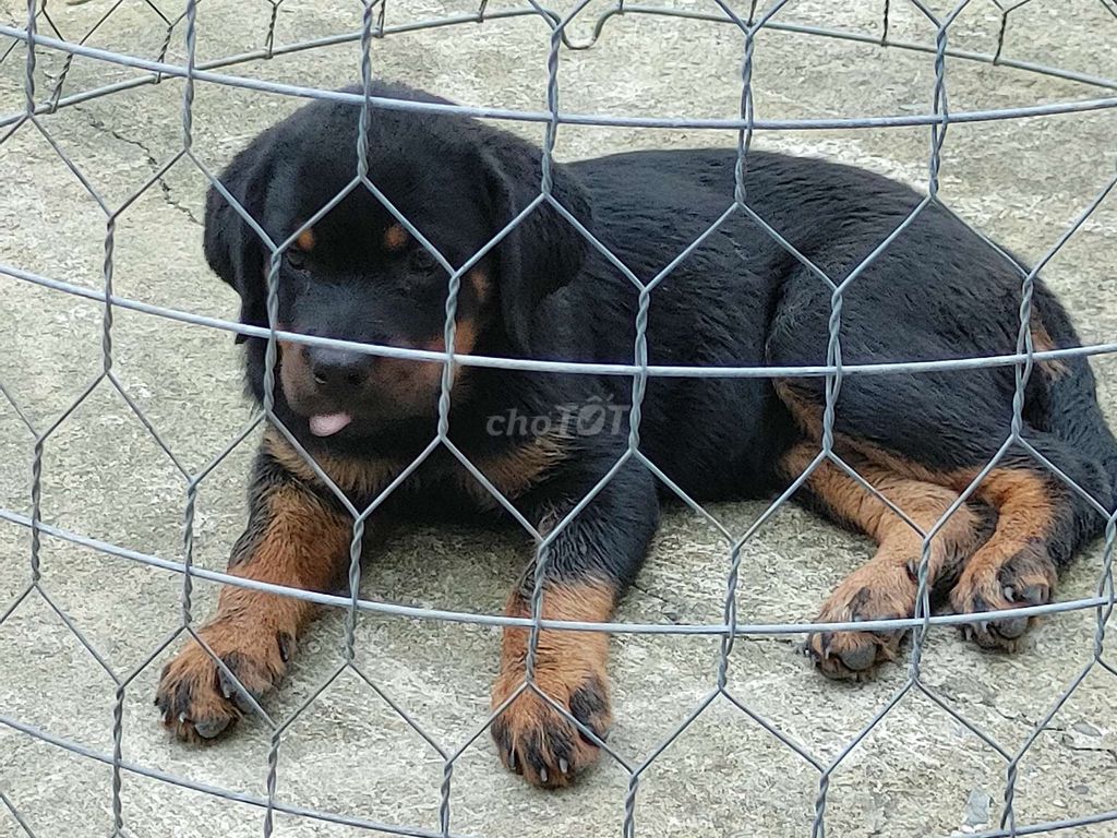 Rottweiler Làm Giống.Rottweiler. Mua bán Chó tại Thành phố Biên Hòa Đồng Nai được đăng bởi Nhân Rottweiler  hình 4