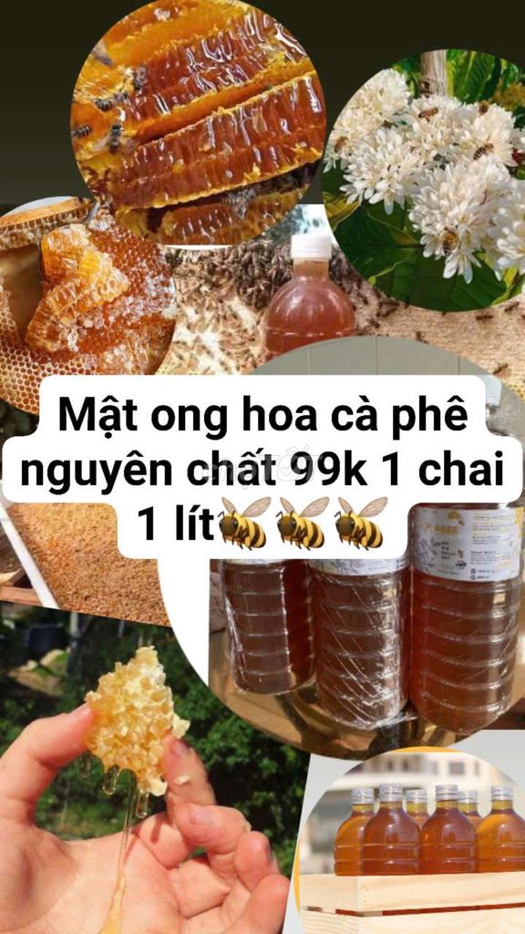 Mật ong hoa cà phê