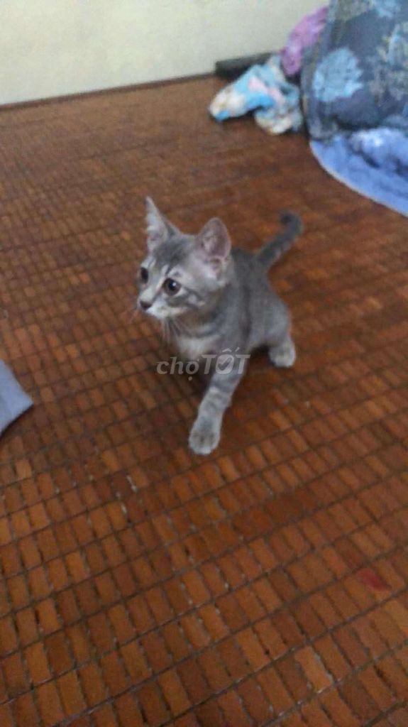 Mèo ALN lai mướp Xám mèo con. Mua bán Mèo tại Quận Hà Đông Hà Nội được đăng bởi tao ok hình 1