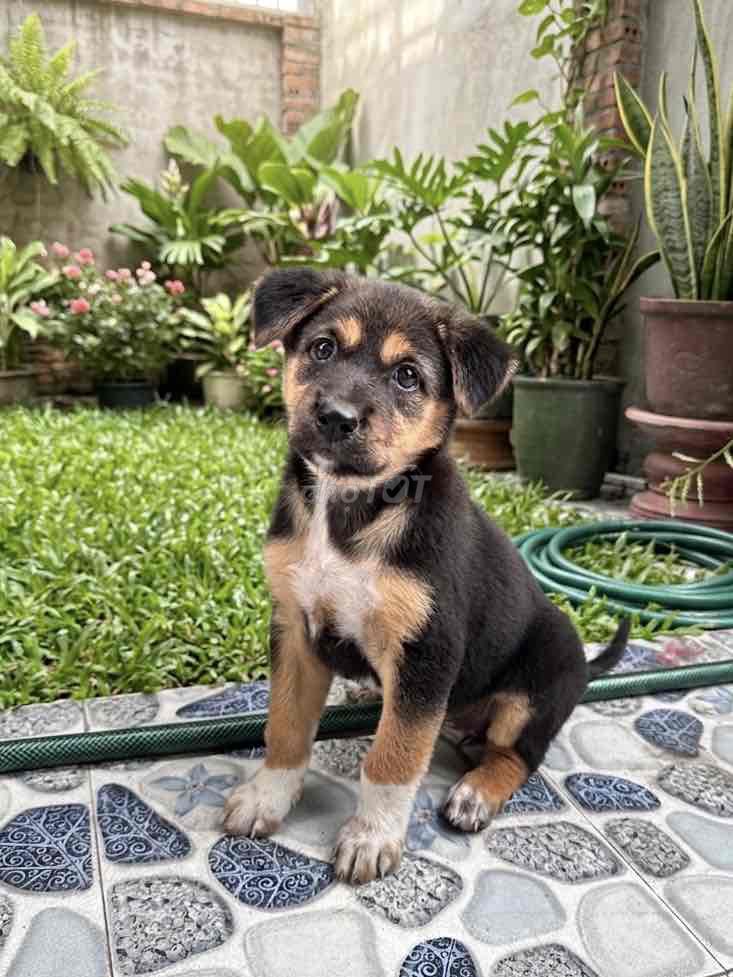 CHÓ CON 4 MẮT TÌM CHỦ MỚI. Mua bán Chó tại Quận 12 Tp Hồ Chí Minh được đăng bởi Ngọc Ngân hình 1