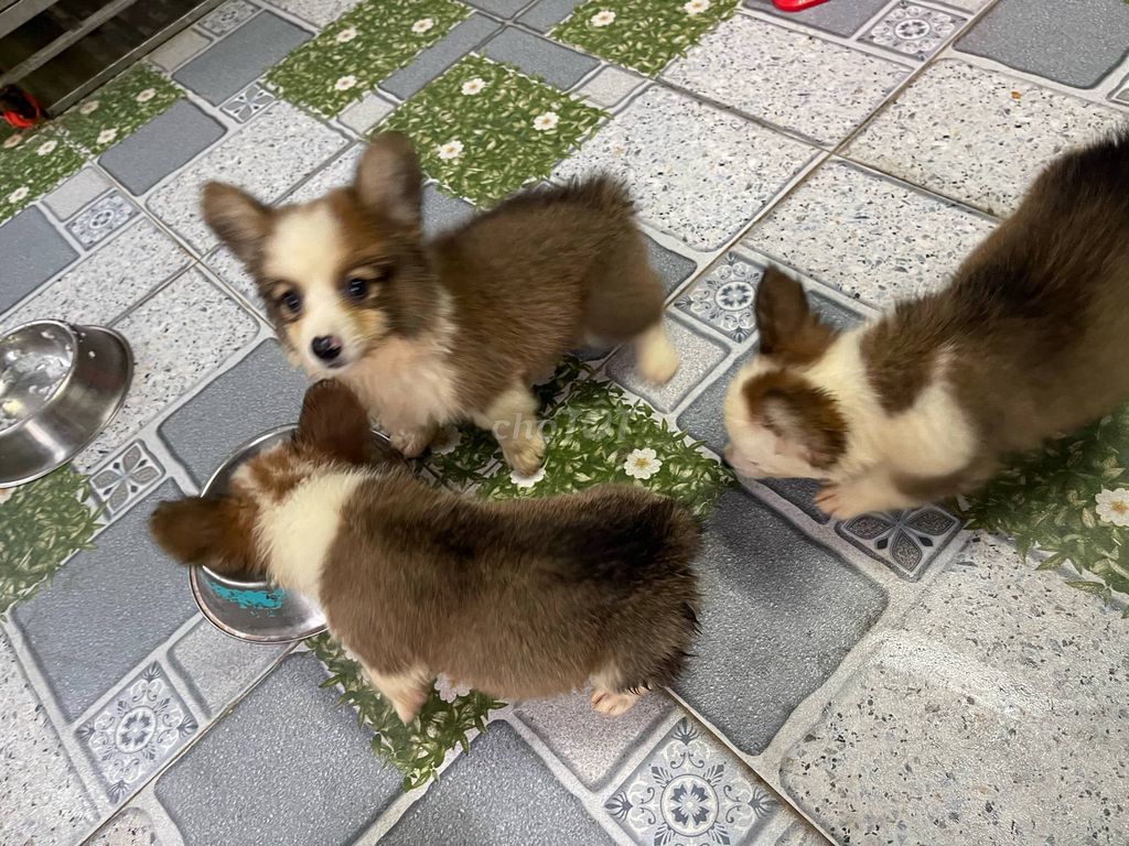 Corgi con thuần chủng 2 tháng tuổi (đực / cái). Mua bán Chó tại Quận 1 Tp Hồ Chí Minh được đăng bởi Trương Thanh Sơn hình 5