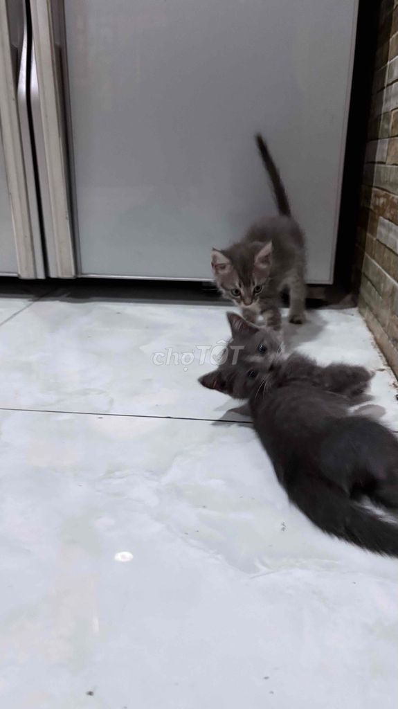 Mèo Anh lai ta xám 2 tháng tuổi. Mua bán Mèo tại Huyện Củ Chi Tp Hồ Chí Minh được đăng bởi Lam Huỳnh hình 1