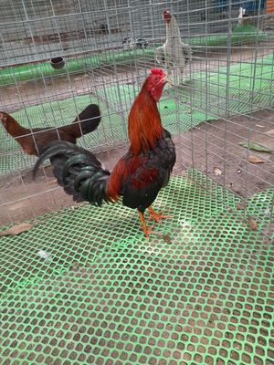 Gà Điều siu mĩ cuban 1k120 tay gà con. Mua bán Gà tại Huyện Củ Chi Tp Hồ Chí Minh được đăng bởi Đam Mê Vô Tận