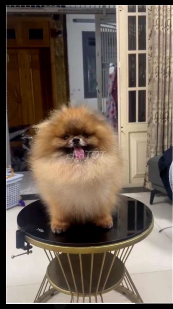 Gả Nhanh Pom Thái Đực Phối Sung. Mua bán Chó tại Quận Gò Vấp Tp Hồ Chí Minh được đăng bởi Thiên Tường hình 2