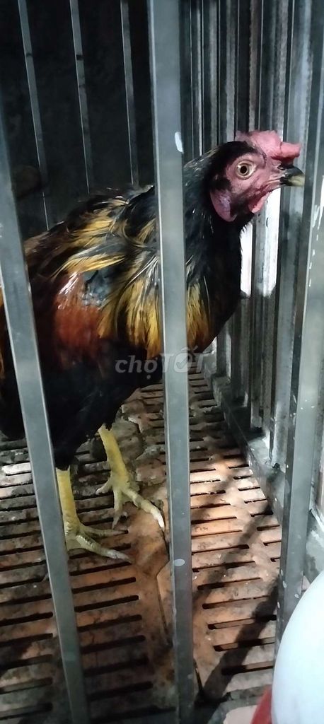 Gà lai Mỹ Đen, nâu, vàng. Mua bán Gà tại Thành phố Biên Hòa Đồng Nai được đăng bởi Dinh Dang hình 1