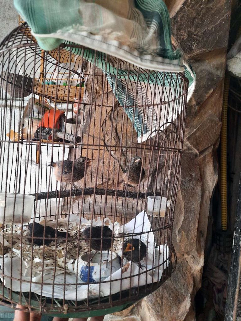 Chim đât non Baby đã ăn sâu. Mua bán Chim tại Huyện Long Hồ Vĩnh Long được đăng bởi Thanh Trung hình 1