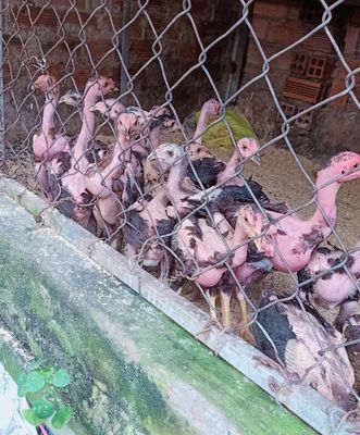 Bầy choi con 8lang.   1ky. Mua bán Gà tại Thành phố Thuận An Bình Dương được đăng bởi Thanh