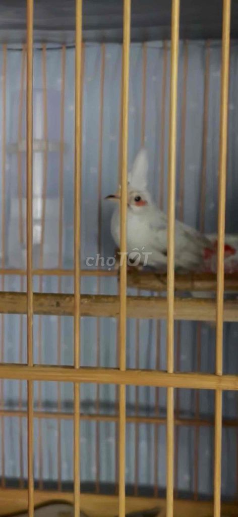 Chim cảnh Trắng cái 8 tháng. Mua bán Chim tại Huyện Vĩnh Cửu Đồng Nai được đăng bởi choixongdong hình 1