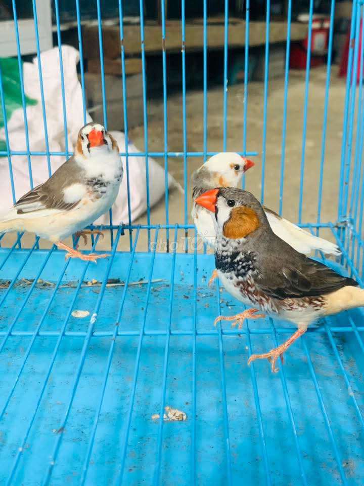 Chim manh manh nhiều màu. Mua bán Chim tại Quận Long Biên Hà Nội được đăng bởi tổng kho gia dụng  hình 1