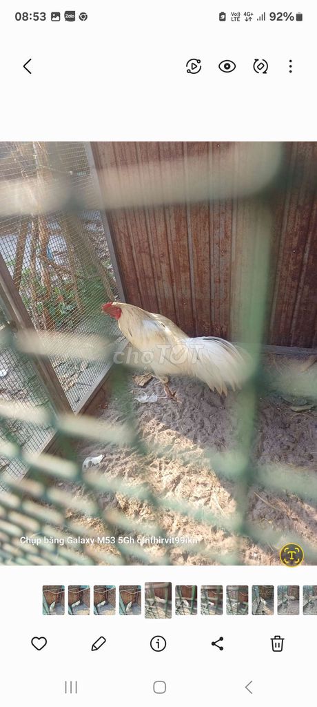 Gà chọi Trắng 3.3kg Đực. Mua bán Gà tại Thành phố Thuận An Bình Dương được đăng bởi lâm vĩnh kỳ hình 1