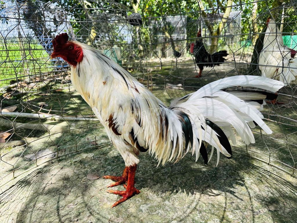 Bướm dâu 2kg9 tay dày tốc độ. Mua bán Gà tại Huyện Cao Lãnh Đồng Tháp được đăng bởi Tài Gà hình 1