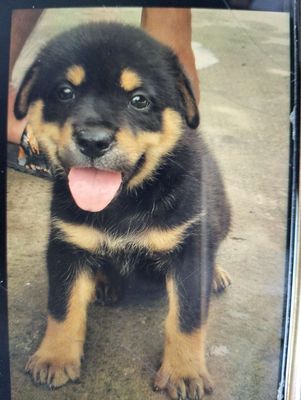 Chó rottweiler f150 ngày canh nhà