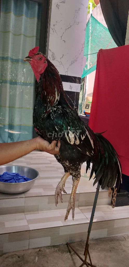 Gà bông 3kg5, gà mùa lở trạng khủng