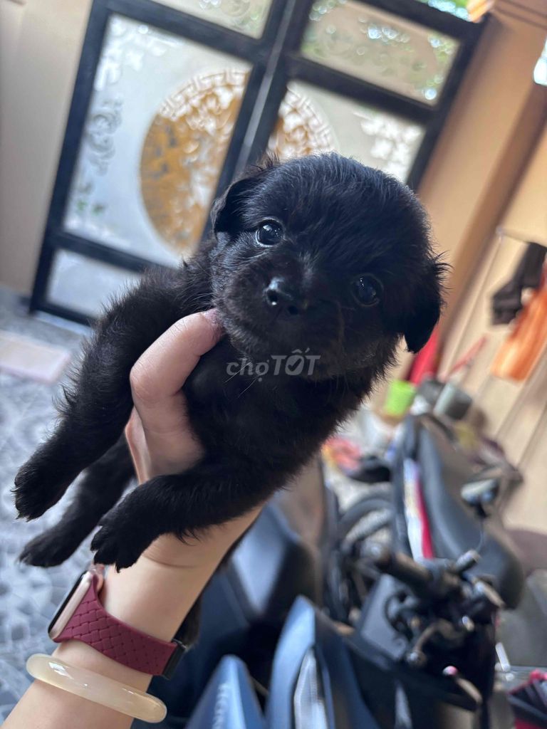 500 2 bé poodle lai. Mua bán Chó tại Thành phố Vũng Tàu Bà Rịa - Vũng Tàu được đăng bởi miaaaaa hình 1