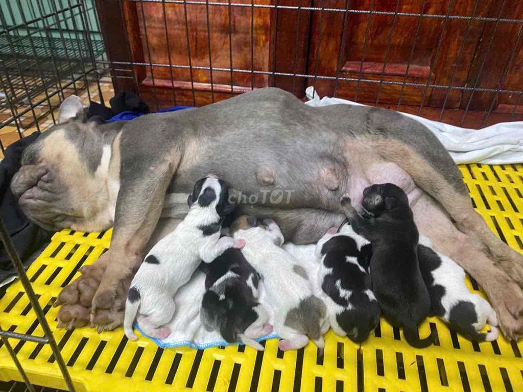 Chó Bull con Đen Trắng Đốm. Mua bán Chó tại Thành phố Tây Ninh Tây Ninh được đăng bởi Quang hình 1