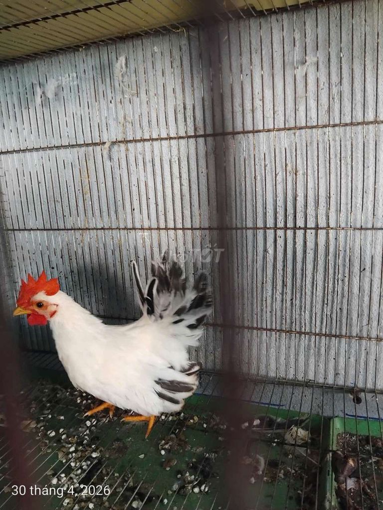 Gà Thái chuối tuyết Trắng Chân lùn. Mua bán Gà tại Huyện Trần Đề Sóc Trăng được đăng bởi đạt gà kiểng  hình 1