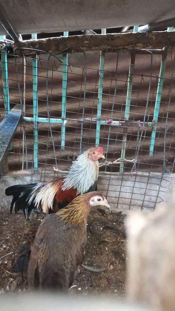 Gà6 tháng 7 lang . Mua bán Gà tại Quận Tân Phú Tp Hồ Chí Minh được đăng bởi Minh  hình 1