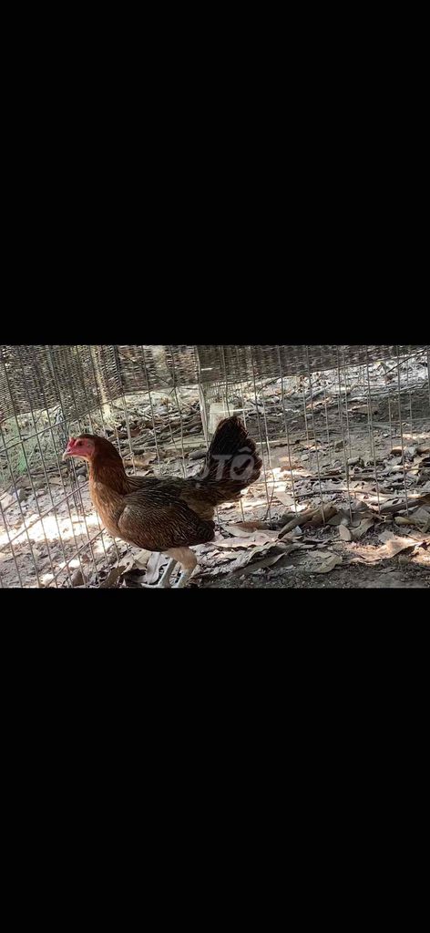 Gà mái Hatch Thái f1. Mua bán Gà tại Thành phố Bà Rịa Bà Rịa - Vũng Tàu được đăng bởi Đạt hình 1