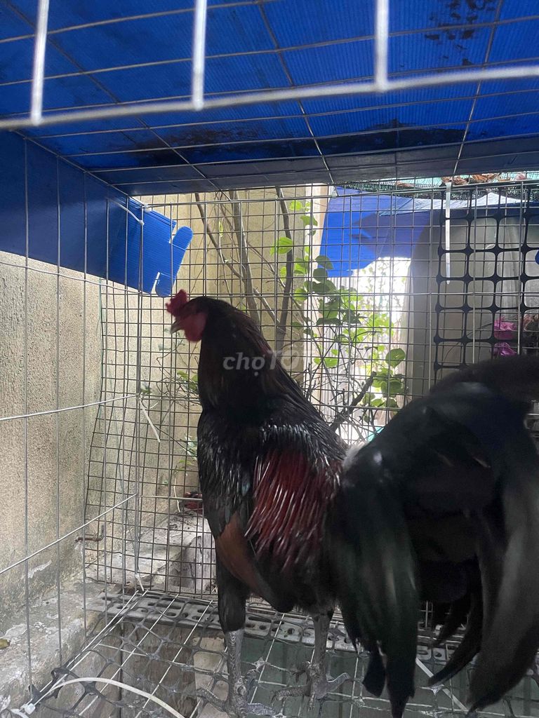 Gà Đen Đỏ Đực 2.3kg. Mua bán Gà tại Quận 12 Tp Hồ Chí Minh được đăng bởi Trí Huỳnh hình 1