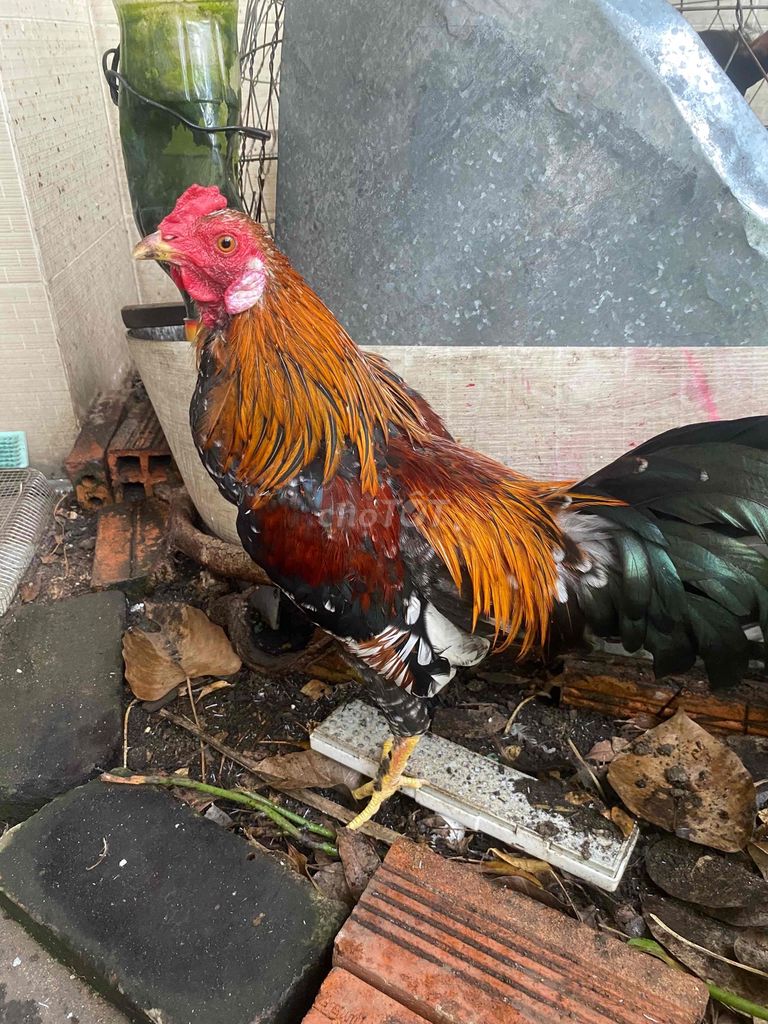 Gà tơ 6 tháng Đa sắc. Mua bán Gà tại Quận Gò Vấp Tp Hồ Chí Minh được đăng bởi TTT hình 1