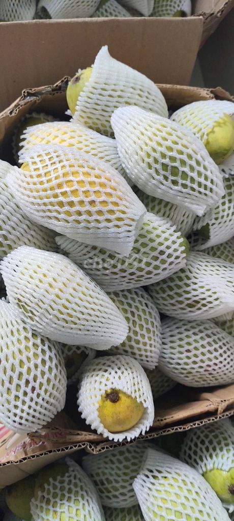 Xoài Cát Hòa Lộc Đồng Nai. Mua bán Đồ ăn, thực phẩm và các loại khác tại Quận 11 Tp Hồ Chí Minh được đăng bởi Thảo hình 1