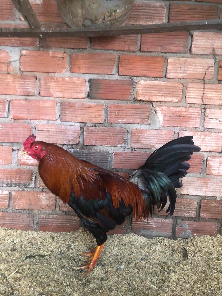 Gà Điều Asil Mỹ trống 3.1kg 4x. Mua bán Gà tại Quận Bình Thạnh Tp Hồ Chí Minh được đăng bởi vũ hình 1