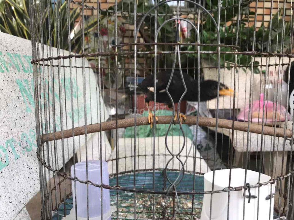 sáo đen non đầu mùa