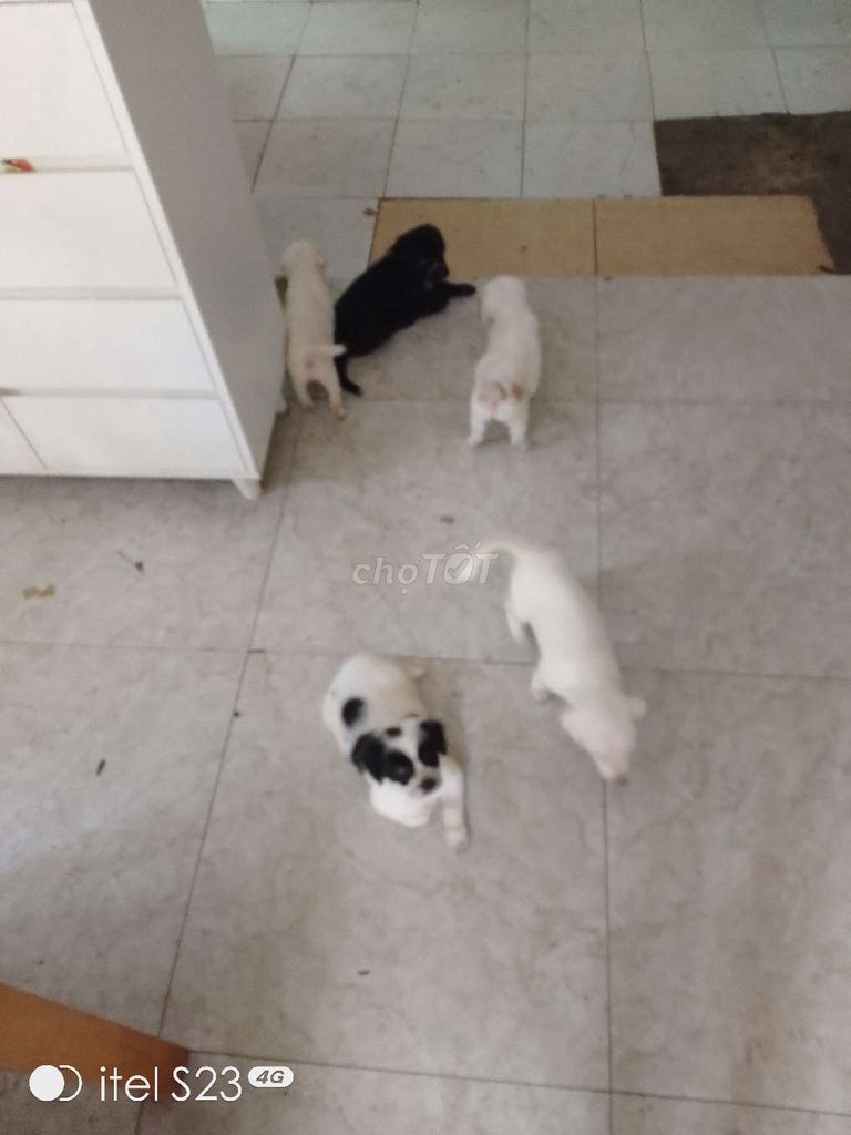 Chó con Đen, trắng, kem Đực Cái. Mua bán Chó tại Quận 12 Tp Hồ Chí Minh được đăng bởi Phạm Hưng hình 1