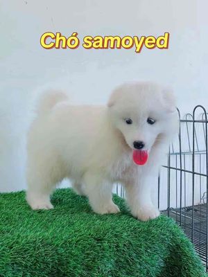 Bán chó samoyed tại shop 130 đường 2/9 đà nẵng