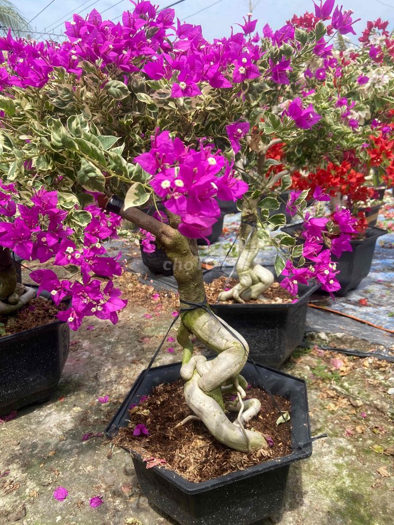 hoa giấy cẩm thạch tím gốc bonsai