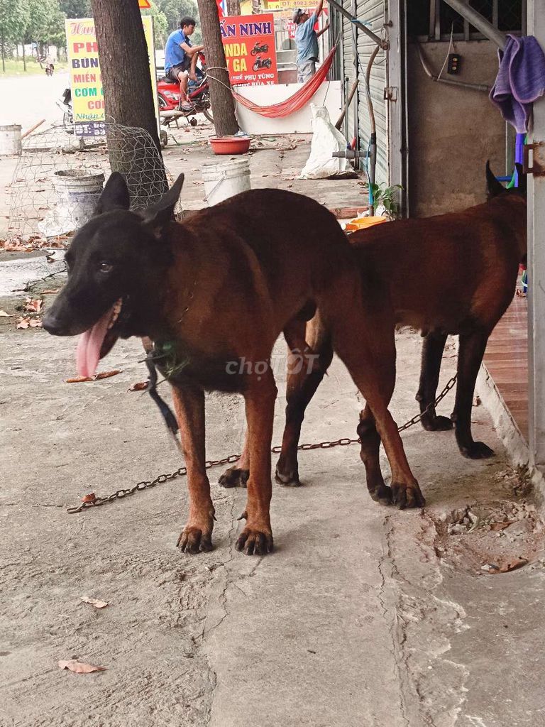 Phối giống Malinois (becgie Bỉ) đực to khủng