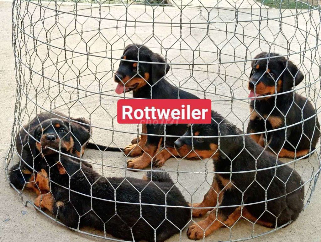 Chó Rottweiler Đực, Cái. Mua bán Chó tại Thành phố Dĩ An Bình Dương được đăng bởi Nhân Rottweiler  hình 1