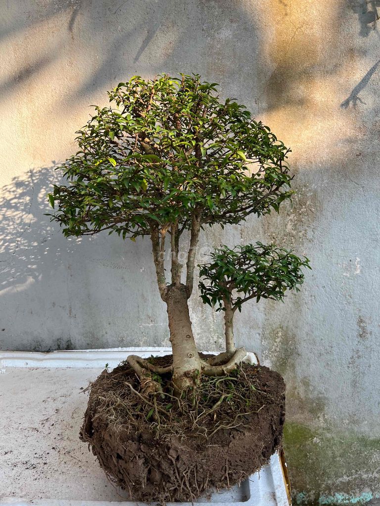 Cây cảnh Mai chiếu thủy lá nhỏ. Mua bán Cây cảnh, đồ trang trí tại Quận Cái Răng Cần Thơ được đăng bởi Minh Phú Garden hình 1
