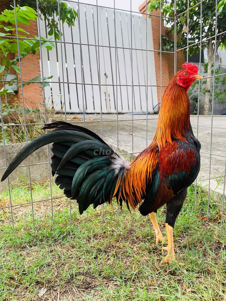 Điều Kelso 1,1kg trang 1,2kg tơ Zin nguyen