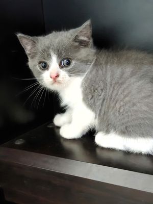 Mèo anh lông ngắn cái xám đốm trắng