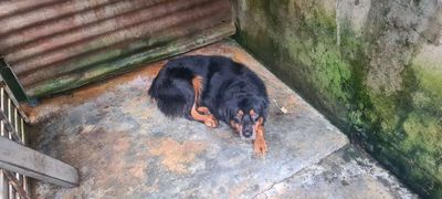 nhà có trẻ con ko  chăm đc. Mua bán Chó tại Thành phố Biên Hòa Đồng Nai được đăng bởi nguyen nu