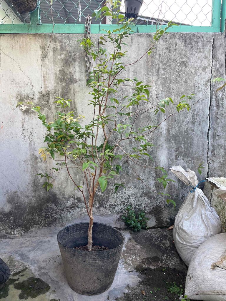 Cây cảnh Nho thân gỗ Tứ quý sắp ra trái. Mua bán Cây cảnh, đồ trang trí tại Quận Cái Răng Cần Thơ được đăng bởi Vườn Nho Thân Gỗ hình 1