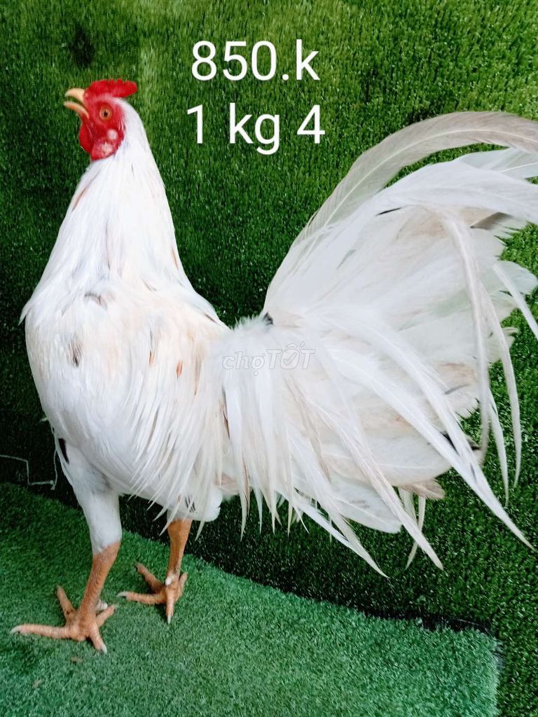 Ga tre zin ae nhé .1 kg 4 nha ae hop lh